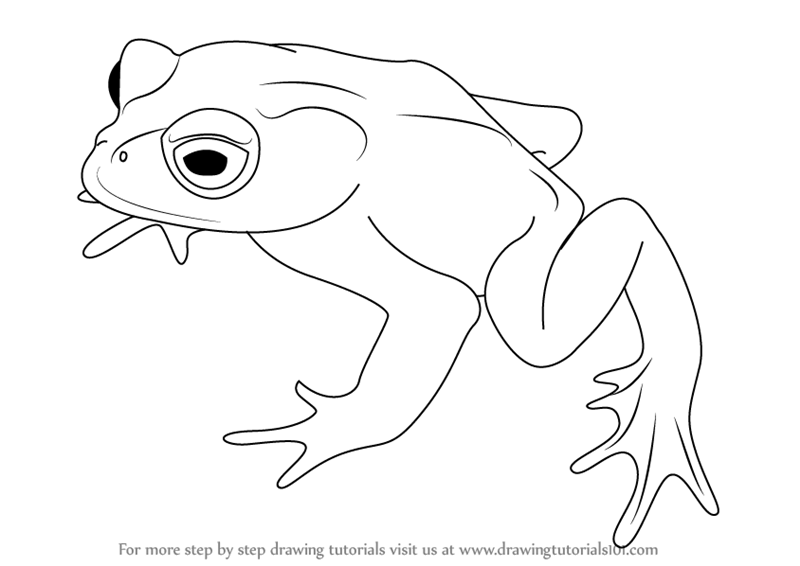 800x566 learn how to draw a golden toad - Toad Drawing