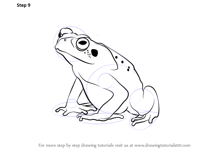 843x597 learn how to draw a toad - Toad Drawing