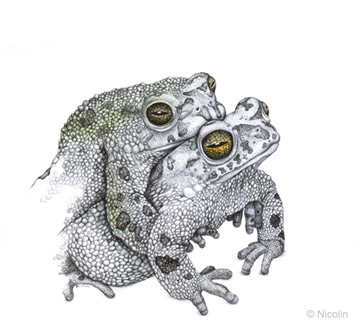 360x327 natterjack toad drawing frog art nordic endangered species - Toad Drawing