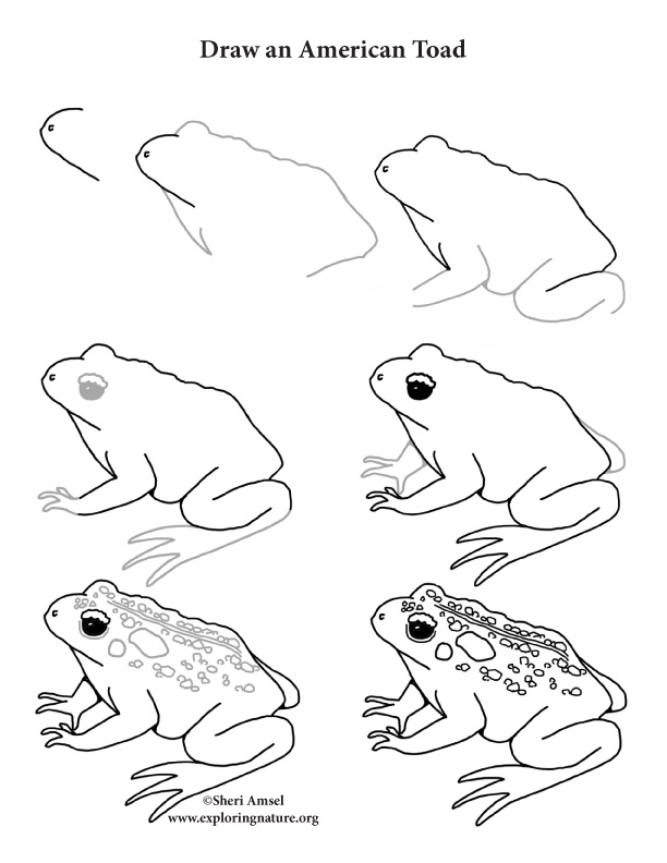 612x792 toad - Toad Drawing