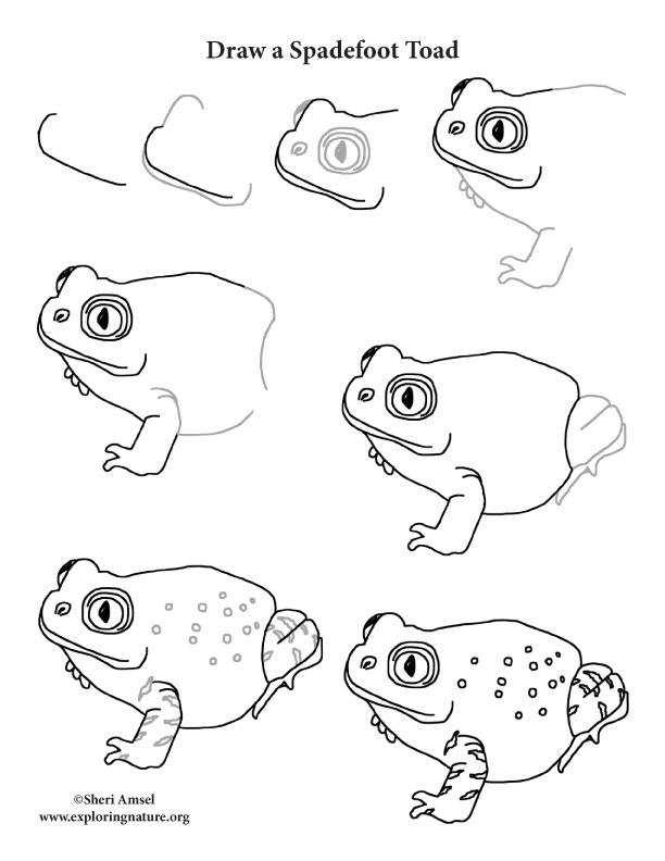 612x792 toad - Toad Drawing