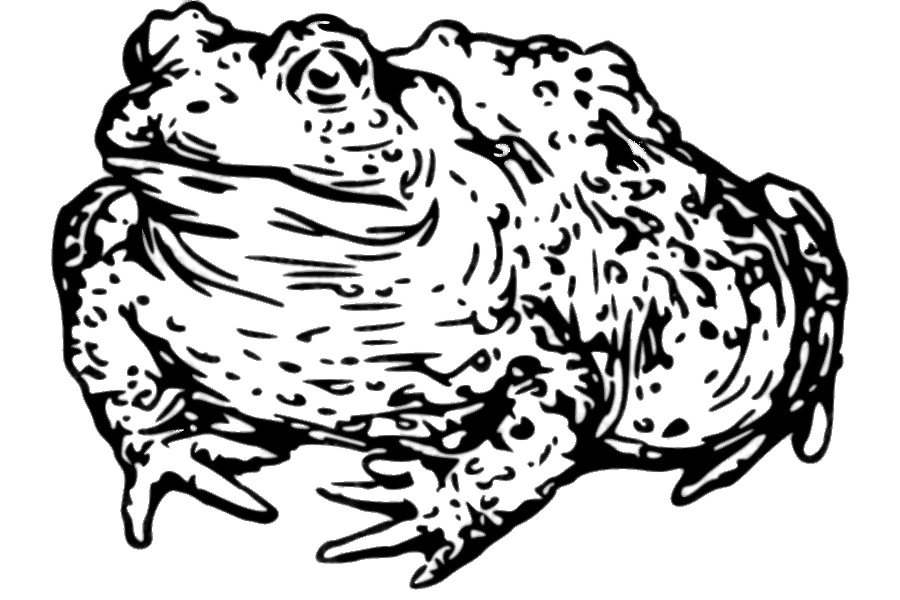 900x600 toad drawing black and white transparent png - Toad Drawing