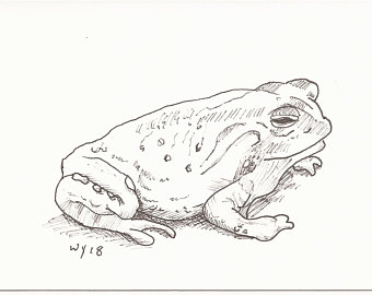 Toad Drawing at PaintingValley.com | Explore collection of Toad Drawing