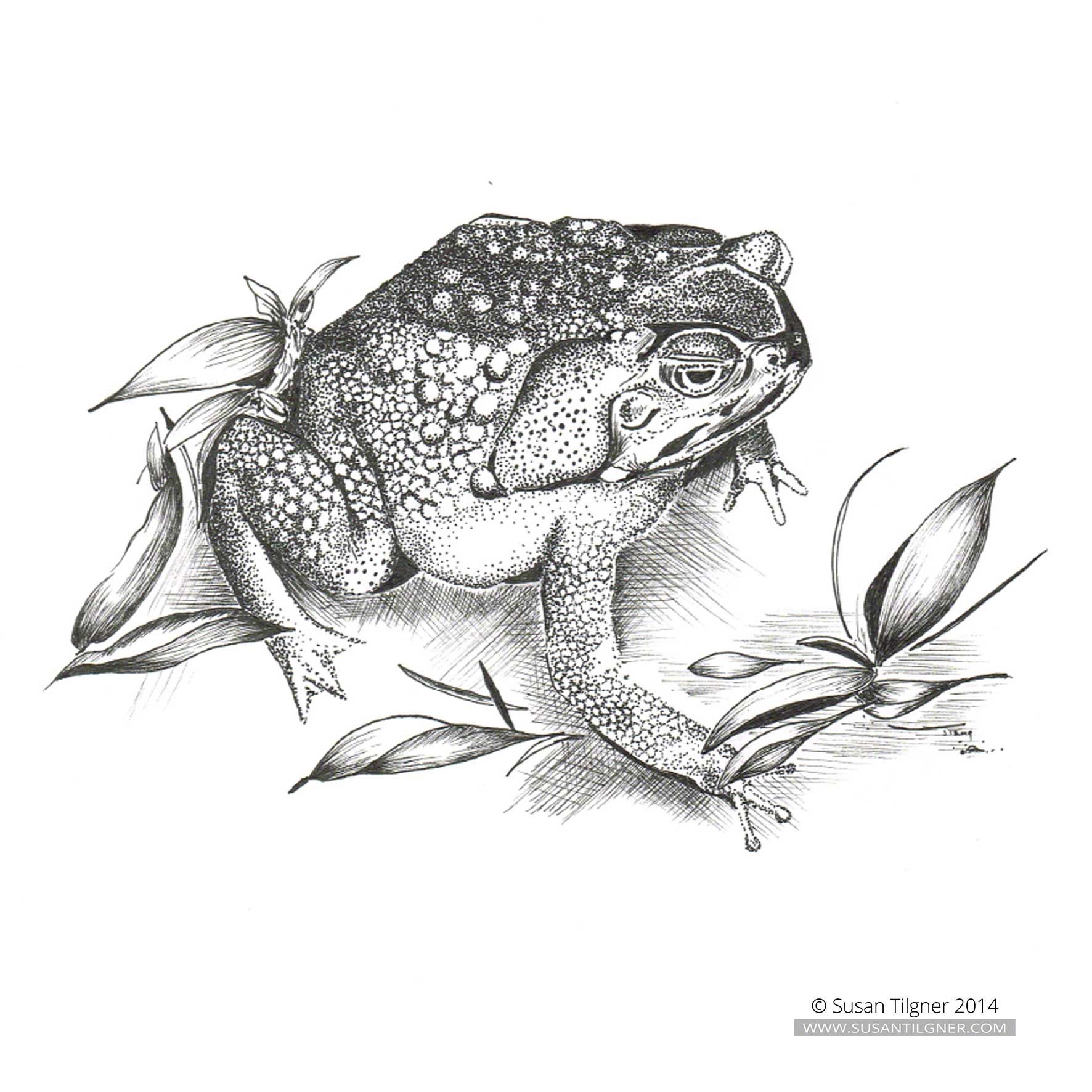 1772x1772 cane toad drawing - Toad Drawing