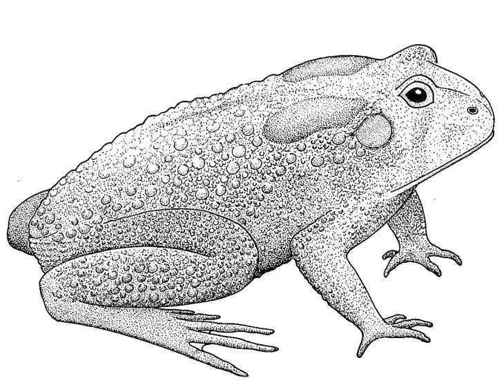 730x558 toad biological drawings characteristics of amphibia biology - Toad Drawing