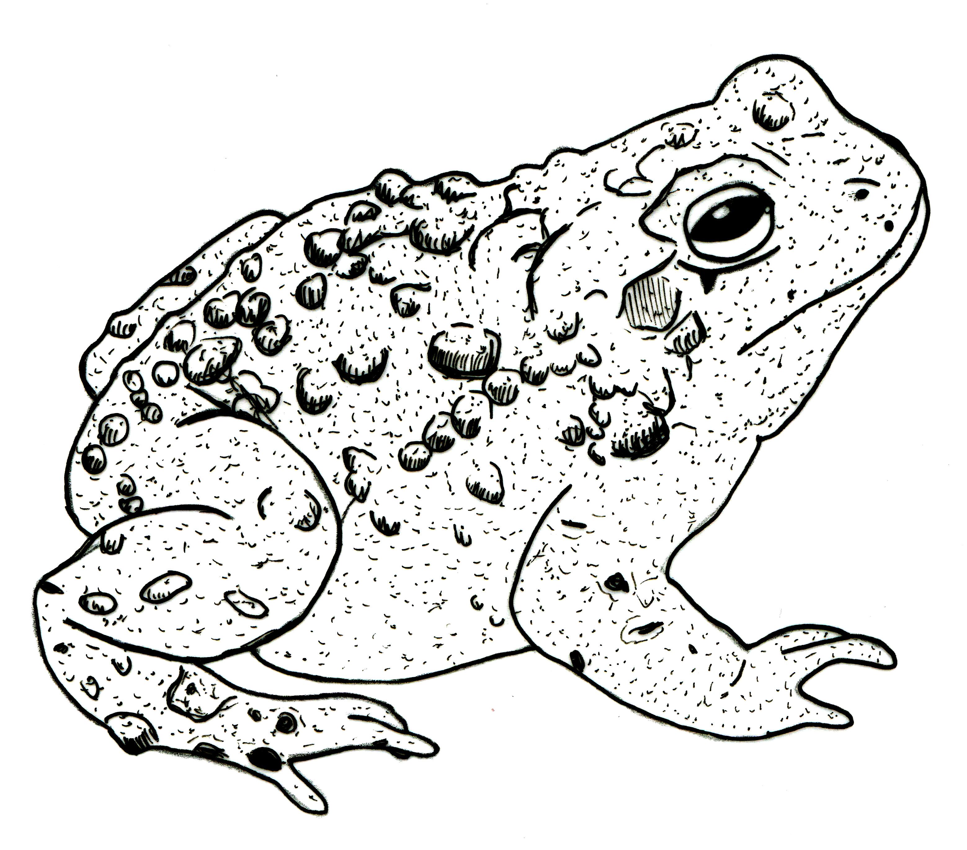 3118x2741 detailed drawing of a toad tattoos in frog tattoos - Toad Drawing