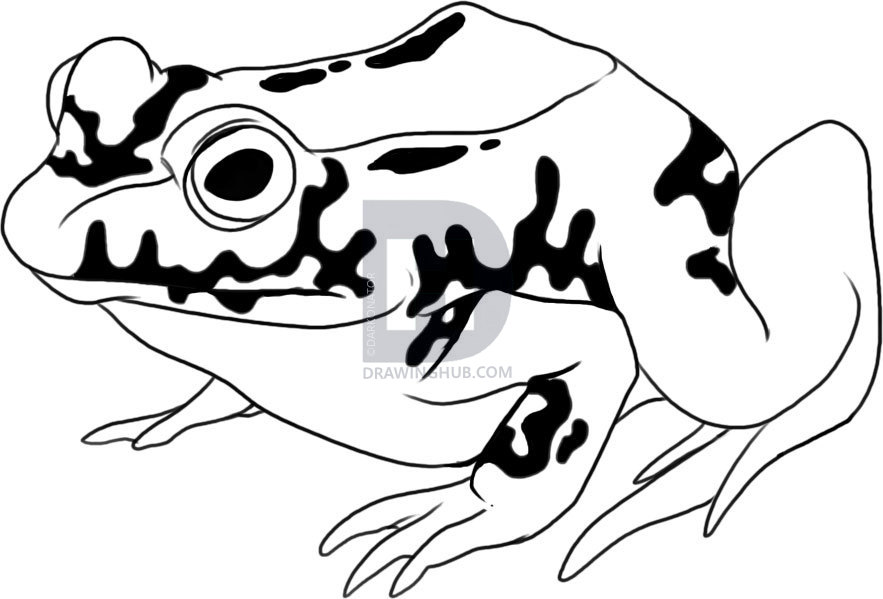 883x599 how to draw a toad, step - Toad Drawing