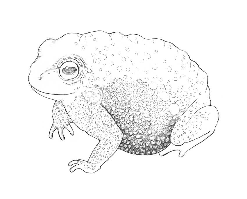 850x684 how to create textures with ink drawing a toad eugenia hauss - Toad Drawing
