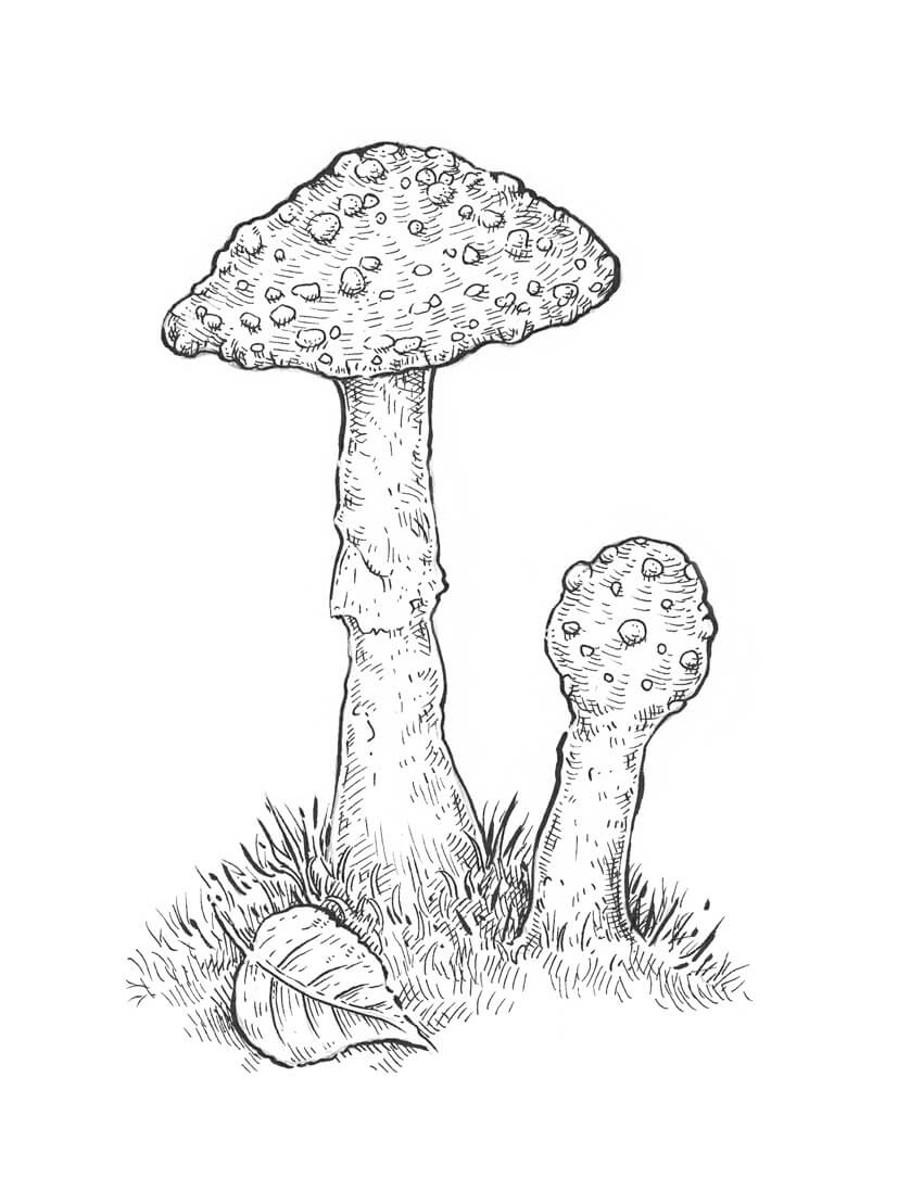 850x1097 How To Draw A Mushroom - Toadstool Drawing