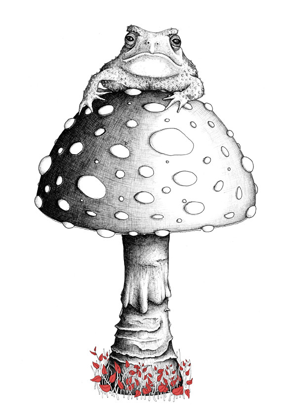 Toadstool Drawing at Explore collection of