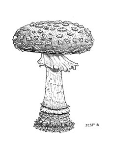 230x300 Toadstool Drawings Fine Art America - Toadstool Drawing