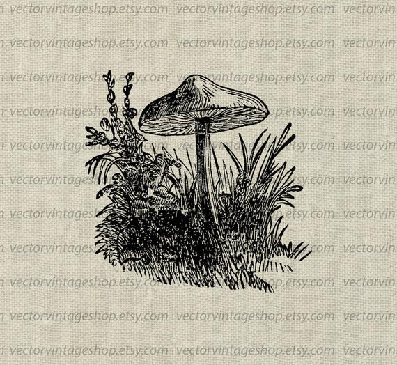 Toadstool Drawing at Explore collection of