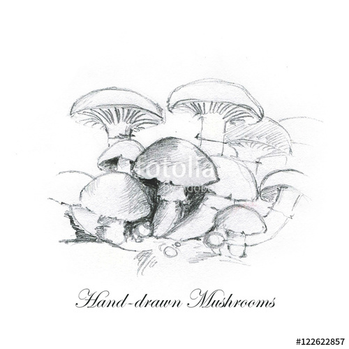 500x500 hand drawn pencil illustrations of the different mushrooms - Toadstool Drawing