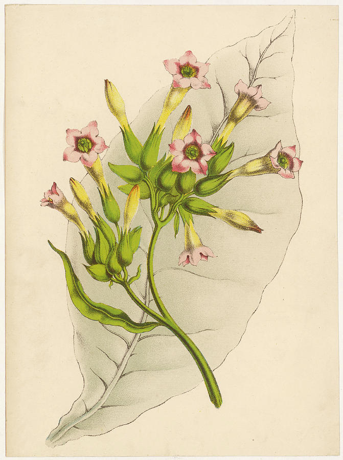 671x900 leaf and flowers of a tobacco plant drawing - Tobacco Drawing