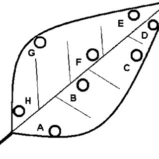 320x320 schematic drawing of tobacco leaf showing the locations of samples - Tobacco Leaf Drawing