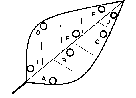 476x345 schematic drawing of tobacco leaf showing the locations of samples - Tobacco Leaf Drawing