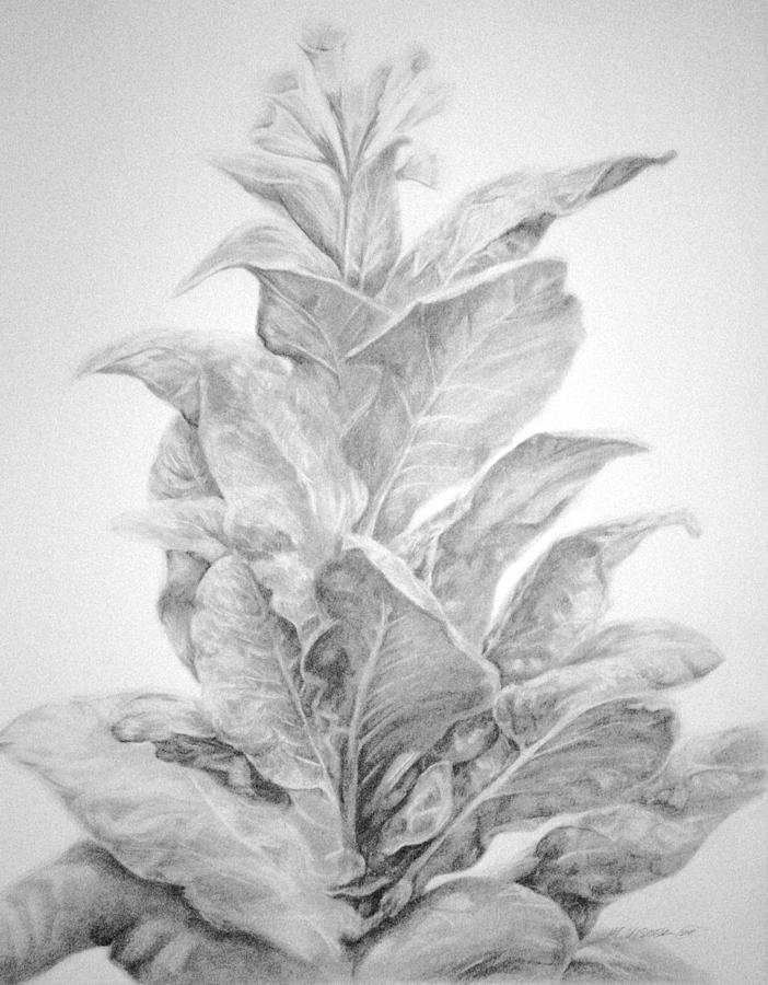 702x900 tobacco drawing - Tobacco Leaf Drawing