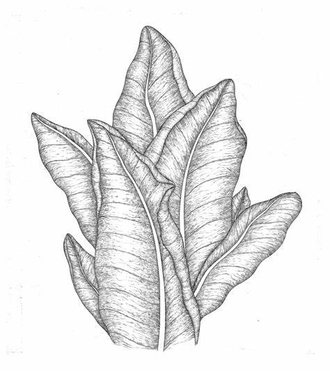 474x533 tobacco leaf drawing gtgt - Tobacco Leaf Drawing