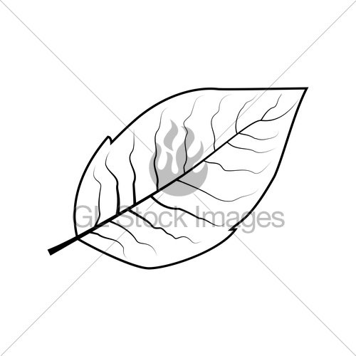 Tobacco Leaf Drawing at PaintingValley.com | Explore collection of ...