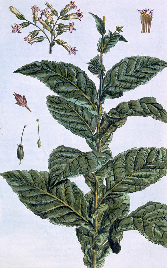 560x900 tobacco plant drawing - Tobacco Leaf Drawing