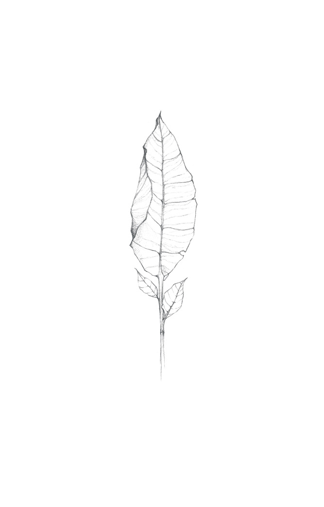 667x1042 tobacco leaf on a business card - Tobacco Leaf Drawing