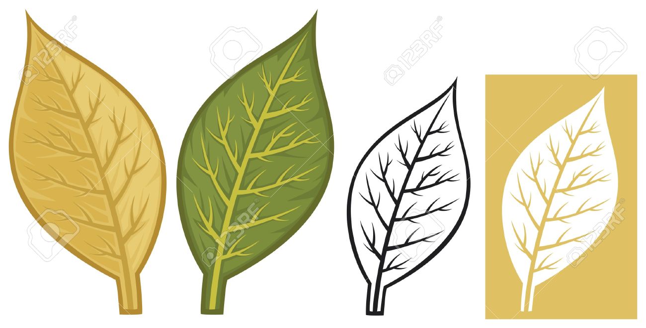 1300x661 tobacco leaves clipart - Tobacco Leaf Drawing
