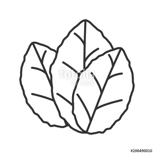 500x500 tobacco leaves linear icon stock image and royalty free vector - Tobacco Leaf Drawing
