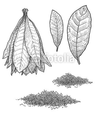 353x400 tobacco plant leaf illustration, drawing, engraving, ink, line art - Tobacco Leaf Drawing
