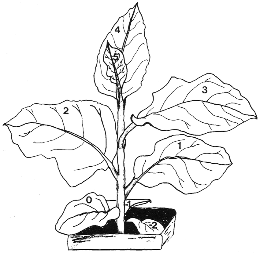 Tobacco Leaf Drawing at Explore collection of