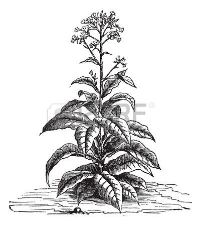 401x450 drawn leaf tobacco - Tobacco Leaf Drawing