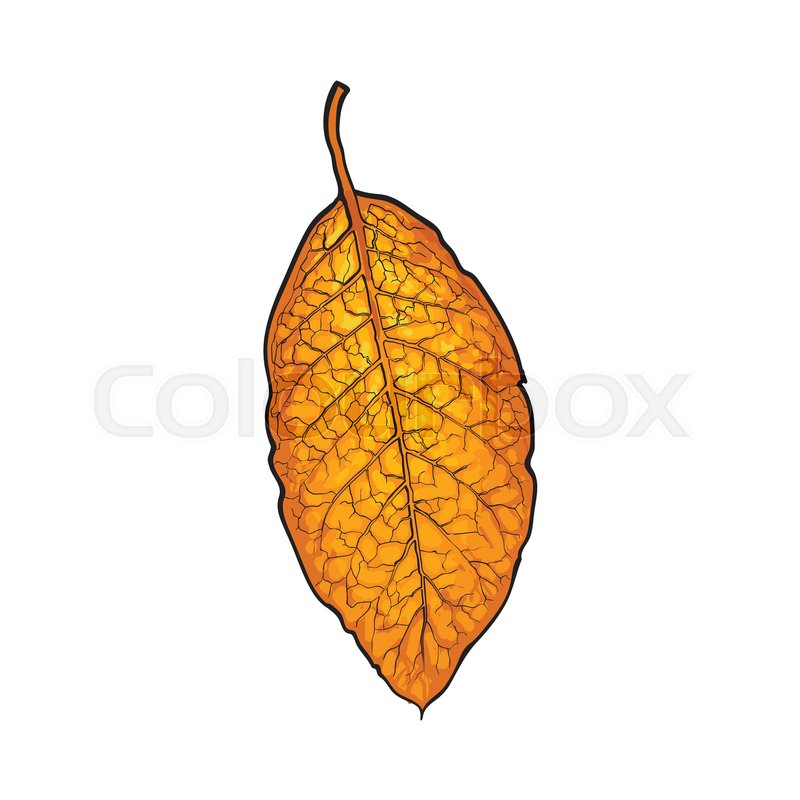 800x800 hand drawn dry tobacco leaf, sketch stock vector colourbox - Tobacco Leaf Drawing