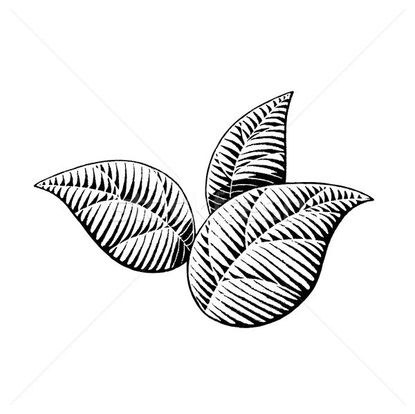 600x598 leaves clipart tobacco leaf - Tobacco Leaf Drawing