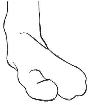 324x366 Figure Drawing - Toe Drawing