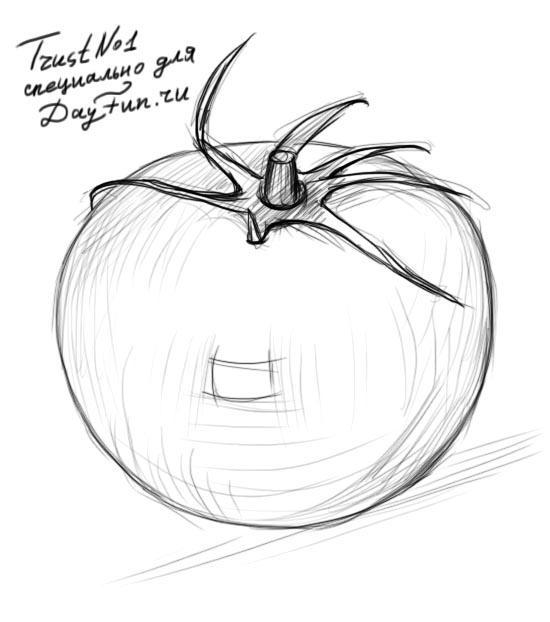 550x622 how to draw a tomato step - Tomato Drawing