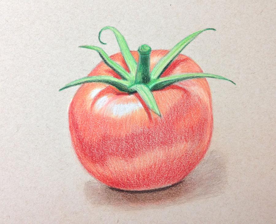 900x730 tomato drawing - Tomato Drawing