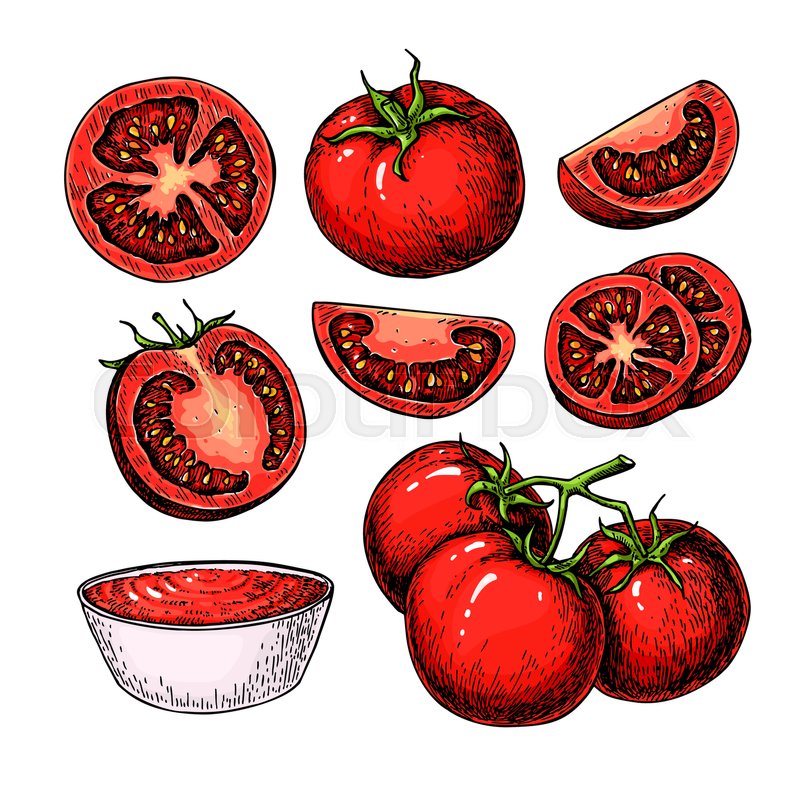 800x800 tomato vector drawing set isolated stock vector colourbox - Tomato Drawing