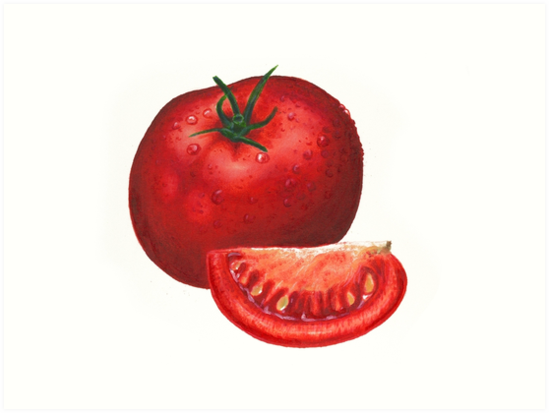 549x413 a beautiful tomato drawing art prints - Tomato Drawing