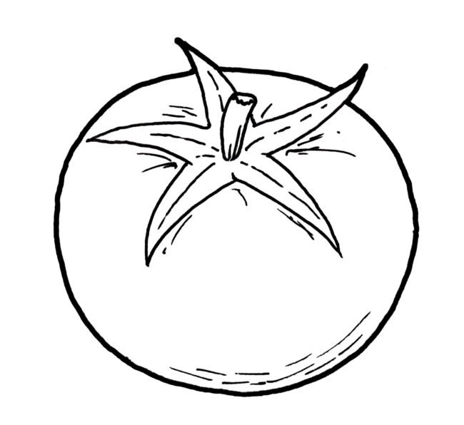 650x596 drawing of tomato drawing of eu - Tomato Drawing