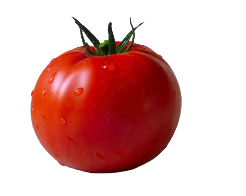 500x399 collection of free tomato drawing easy download on ui ex - Tomato Drawing