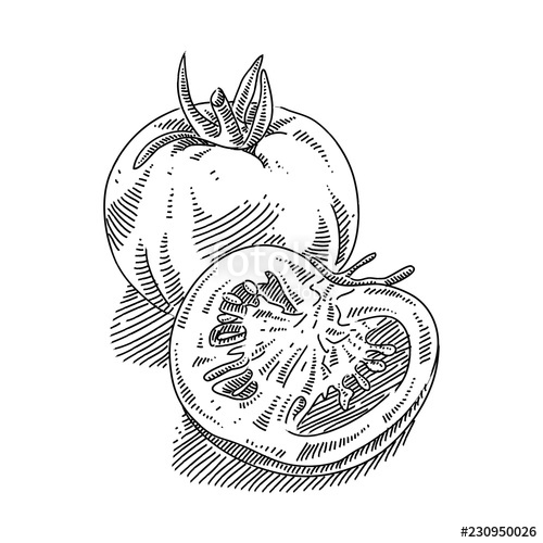 500x500 tomato drawing stock image and royalty free vector - Tomato Drawing Pictures