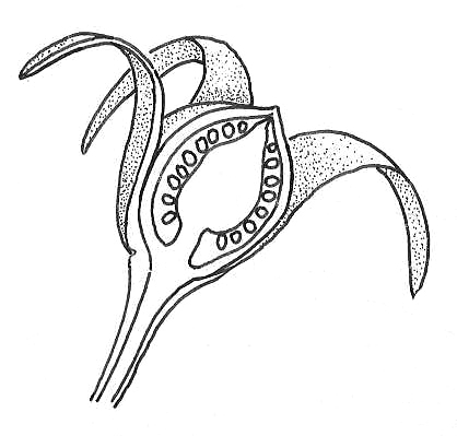 418x399 tomato flower section drawings of fruit formation in plants - Tomato Drawing Pictures