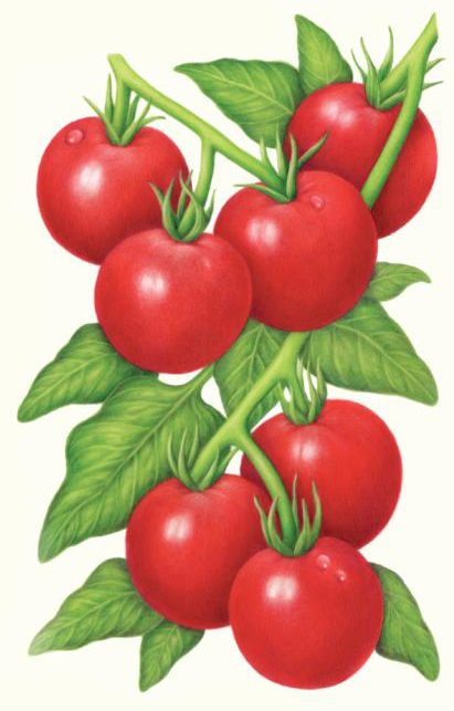 411x643 tomato growing tips - Tomato Drawing Pictures
