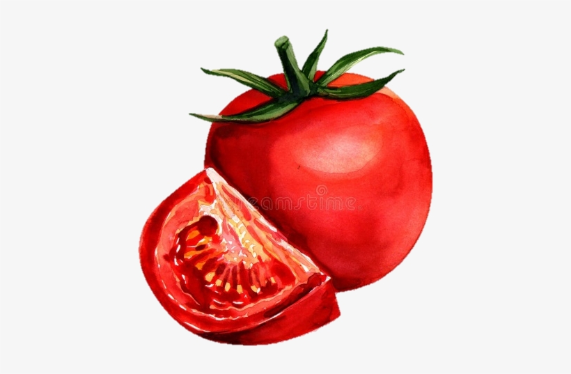 820x537 watercolor painting tomato drawing - Tomato Drawing Pictures