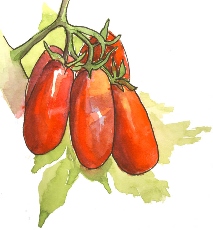 681x735 eileen korponay tomato sketchdrawing - Tomato Drawing Pictures