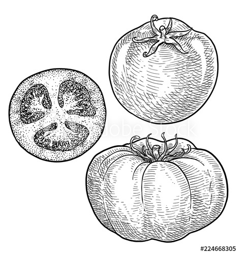 470x500 Tomato Illustration, Drawing, Engraving, Ink, Line Art, Vector - Tomato Line Drawing