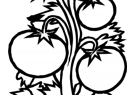 440x330 Tomatoes Drawing Black And White Transparent Png Clipart Free - Tomato Line Drawing