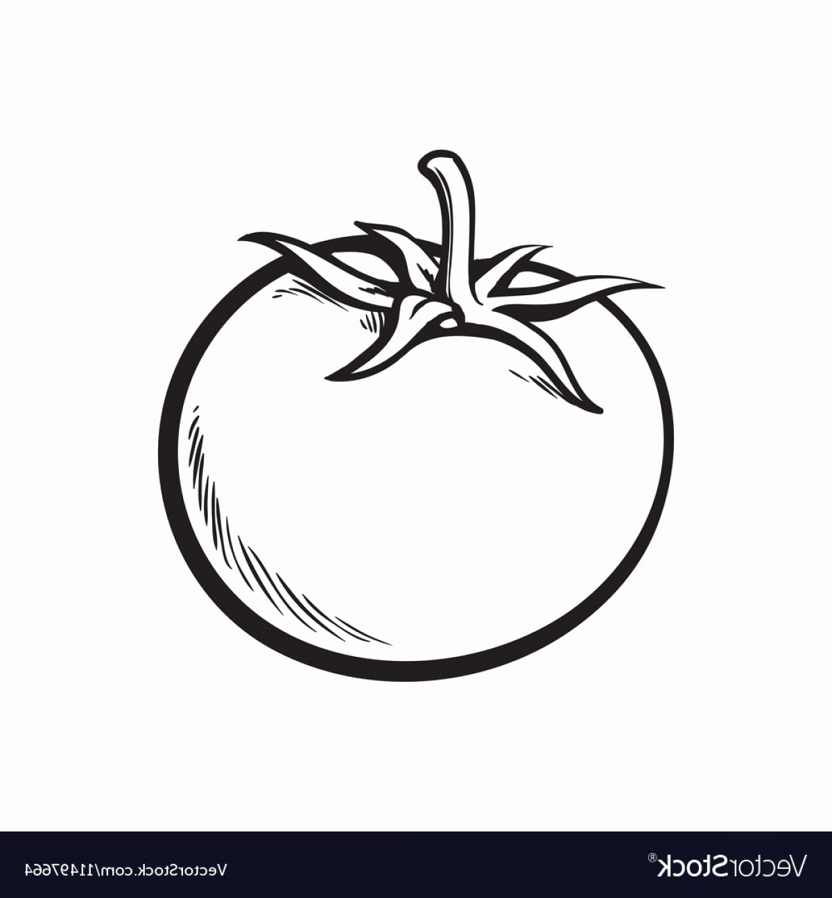 Tomato Line Drawing at Explore collection of