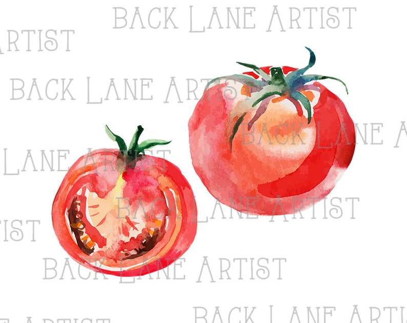 794x630 Vegetable Tomatoes Watercolor Drawing Clipart Lineart Etsy - Tomato Line Drawing