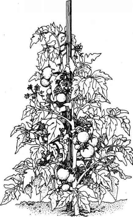 435x707 Drawing Of Tomato Plant - Tomato Line Drawing