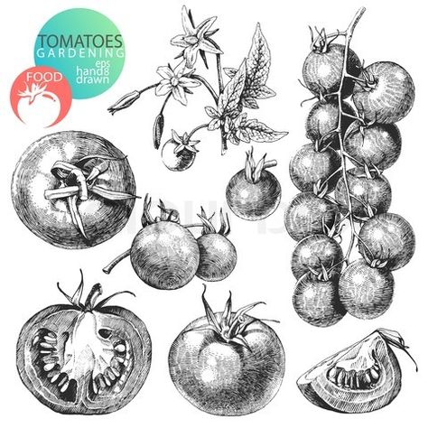 474x474 Tomato Plant Drawing Tomato Plant Sketch Drawn Tomatoes Isolated - Tomato Line Drawing